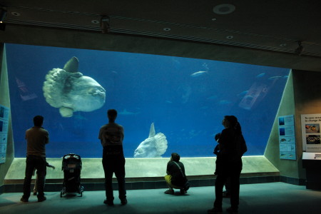 This is a captivating image of an aquarium nestled indoors. A clear glass window frames the underwater world, where several fish can be seen. The most striking feature is a large whale-like creature swimming elegantly. A group of people, possibly tourists, are standing at the window, engrossed in observing the aquatic spectacle. The overall scene suggests a fascinating and educational experience for the viewers.