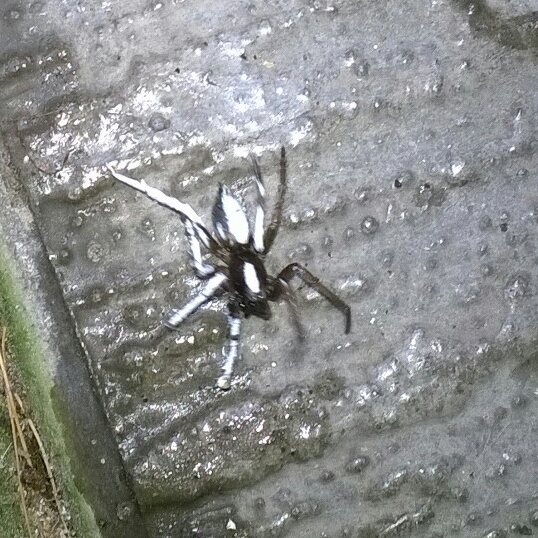 spider identification... - Page 1 - All Creatures Great & Small - PistonHeads - The image captures a close-up view of a black and white spider crawling across a textured surface. The spider is mid-motion, creating a dynamic sense of movement. The surface appears to be a concrete or stone pathway, with an uneven texture. The lighting in the photo is somewhat dim, highlighting the spider's contrasting white and black coloration. The spider's movement creates a sense of life against the seemingly still man-made pathway.