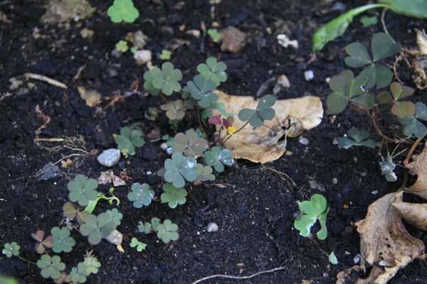 Pistonheads - The image presents a close-up view of several seedlings sprouting from the ground, amongst a cluster of dead leaves. There is a mix of greens, with some appearing fully formed and others still in early stages of growth. The leaves range in color from vibrant greens to brown, signifying varying stages of decay. The larger islands of green contrast sharply with the black soil, creating a stark visual divide. Despite the gloomy ground cover, the seedlings seem to be thriving, a testament to the resilience of nature.