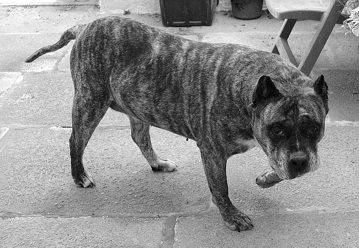 Big scary dog/ beast picture - Page 1 - All Creatures Great & Small - PistonHeads - The image is a black and white photograph featuring a dog with a patterned coat, possibly a boxer, standing on a concrete floor or sidewalk. The dog appears to be looking towards the left side of the image, with a neutral expression on its face. Its ears are pointed upwards, and it seems to be either waiting or observing its surroundings. In the background, there is a chair and other indistinct objects, suggesting an outdoor setting or a porch area. The photo captures a quiet moment with an emphasis on the dog's distinctive fur pattern and its attentive posture.