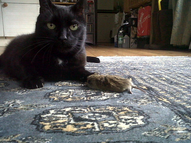 Golden Oldies - Page 1 - All Creatures Great & Small - PistonHeads - A black cat is lying on a rug indoors. The cat has a calm expression and is holding a toy in its paw. The rug is patterned with various colors, and the cat's tail is curled beside its body. A refrigerator can be seen in the background, indicating that this scene is likely taking place in a home kitchen or living room.