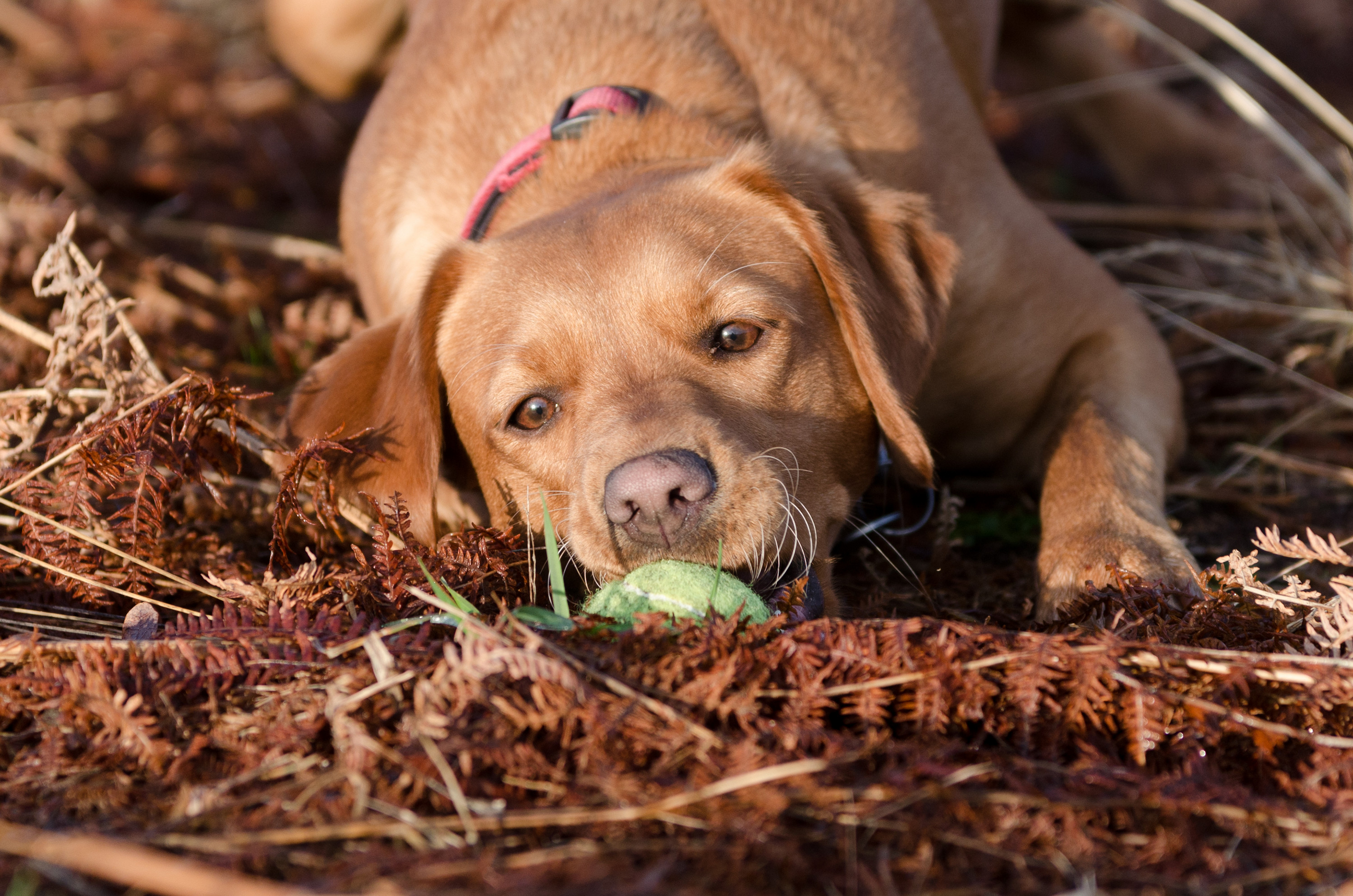 Post photos of your dogs (Vol 3) - Page 498 - All Creatures Great & Small - PistonHeads - This image features a golden retriever dog in the center of the frame, lying on its side with its head resting on a toy. The dog is situated in what appears to be a natural setting, possibly a forest or clearing, as indicated by the ground covered with fallen leaves and the presence of a fern nearby. The dog's position suggests it has been playing with the toy and may have been tired out from playtime. The photo captures a moment of rest for the dog amidst an outdoor environment.