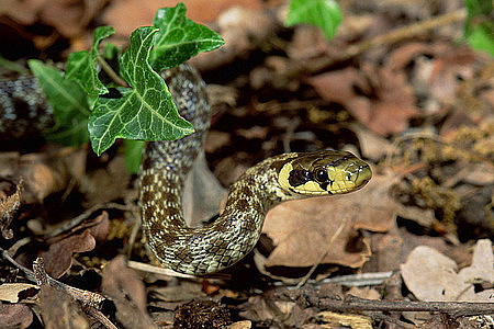 Any experts who can identify a snake for me? - Page 1 - All Creatures Great & Small - PistonHeads - The image features a close-up view of a coiled nuclear snake, identifiable by its distinctive pattern of black, yellow, and gray scales. The snake's tail is wrapped around a small leaf, which it is holding in its mouth. The background is a forest floor covered in fallen leaves and debris, with patches of light filtering through the dense canopy above. The overall feel of the image is serene and natural, capturing a quiet moment in the life of a snake in its natural habitat.