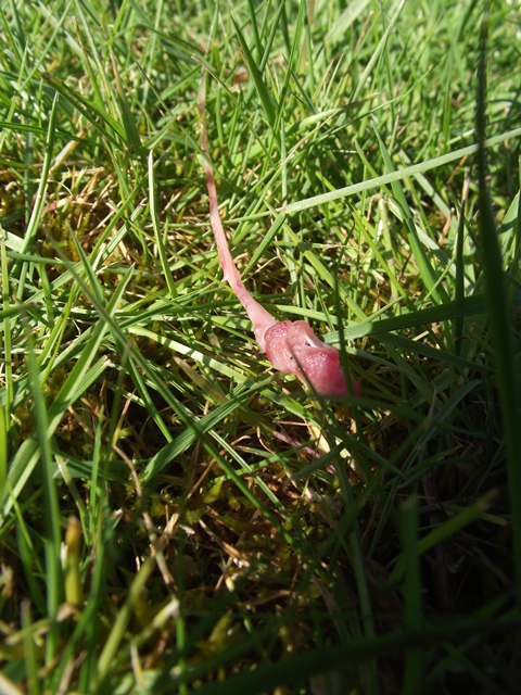 A close up of a frisbee in a field - Pistonheads - The image presents a close-up view of a small, pink, possibly rotten, lamell? creature crawling on the grass. The creature appears furry and has a slimy texture that extends towards one end. It seems to be in motion, suggesting a slow movement across the lightly shadowed grass. The surrounding foliage consists mainly of green hues, providing a stark contrast to the creature's pinkish color. The area where the creature is crawling appears to be a section of lush, green grass slightly damaged or broken.