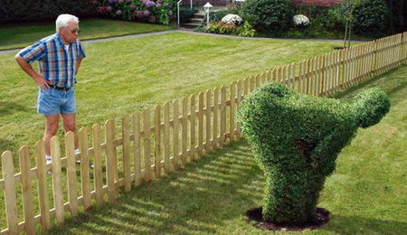 Garden Outdoor Man - The image presents a humorous scene set in a residential area. A man stands behind a wood picket fence, acting as a commentator on the peculiar sight before him. The primary focus of the image is a green rose topiary, intricately shaped into the likeness of a chicken's head. This topiary, which is meticulously maintained, stands out due to its unusual subject matter. The man appears to be scratching his head, perhaps puzzled or amused by the sight. The lawn visible in the background is well-maintained, adding to the overall serene and suburban vibe of the image. Despite the human presence, no text is visible in the image. The relative positions of the objects suggest an outdoor setting, possibly in a backyard or a garden.