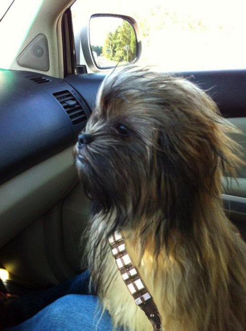 Pistonheads - This image features a photogenic dog situated in a car's passenger seat. The dog is a large, long-haired breed, possibly a Shaggy Inu dog given its distinct appearance. It's wearing a brown collar that accentuates its well-groomed, shaggy fur. The dog seems to be looking out of the window, with its front paws resting on a seatbelt and a person's leg visible in the foreground. The car's interior is visible, with the seatbelt across the dog's body and a window behind it. The focus is clearly on the dog, making it the central subject of the photo.