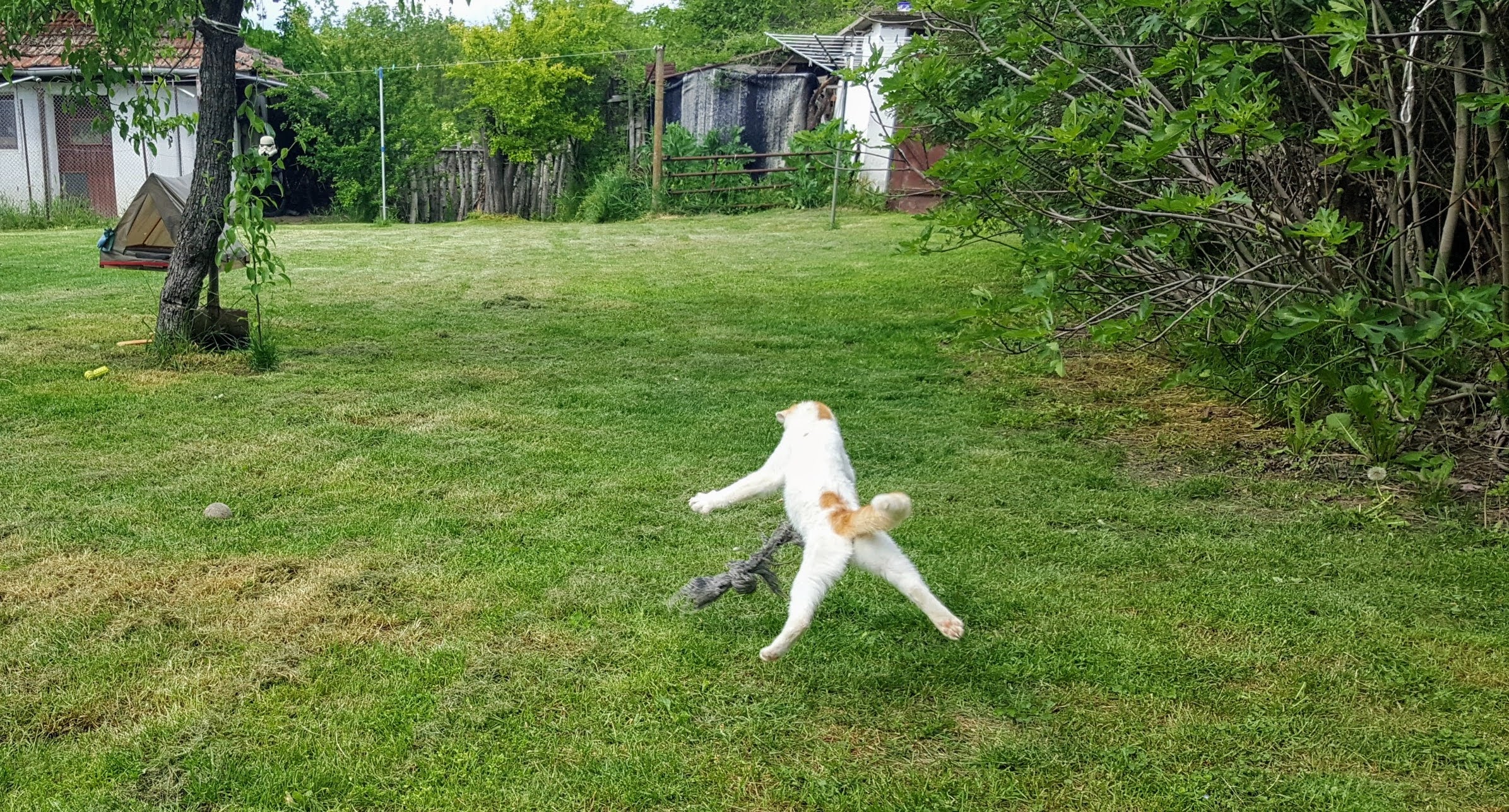 It's Caturday- Post some cats (vol 3) - Page 277 - All Creatures Great & Small - PistonHeads UK - The image captures a moment of pure joy and freedom. It features a dog in mid-air, leaping over the grass with its legs spread wide. The dog is centered in the frame, its body fully extended as it jumps, giving a sense of motion and excitement. 

The setting appears to be an outdoor area, possibly a yard or a park, with patches of grass and trees visible in the background. A building can also be seen further back, suggesting a residential or recreational area. The image is taken from a distance, offering a wide view of the scene but making it difficult to discern finer details about the environment or the dog itself. 

The dog's action is the main focus of the image, with the background elements serving as a contrasting backdrop to highlight the dog's playful antics. The overall impression is one of carefree abandon and the simple pleasures that can be found in a game of catch or a similar activity.