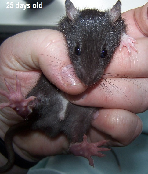 Baby rats now born - live webcam link - Page 7 - All Creatures Great & Small - PistonHeads