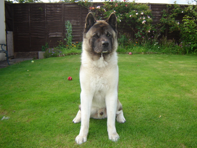 Zak - Page 1 - All Creatures Great & Small - PistonHeads - The image showcases a dog of a darker color, possibly black, with a white underbelly. The dog is sitting on the grass, appearing to be alert and looking directly at the camera, giving the impression of posing for the photograph. The background consists of a lush green garden with scattered plants and a fence surrounding it, enhancing the outdoor setting. The image has a natural, serene feel with the dog as the focal point.