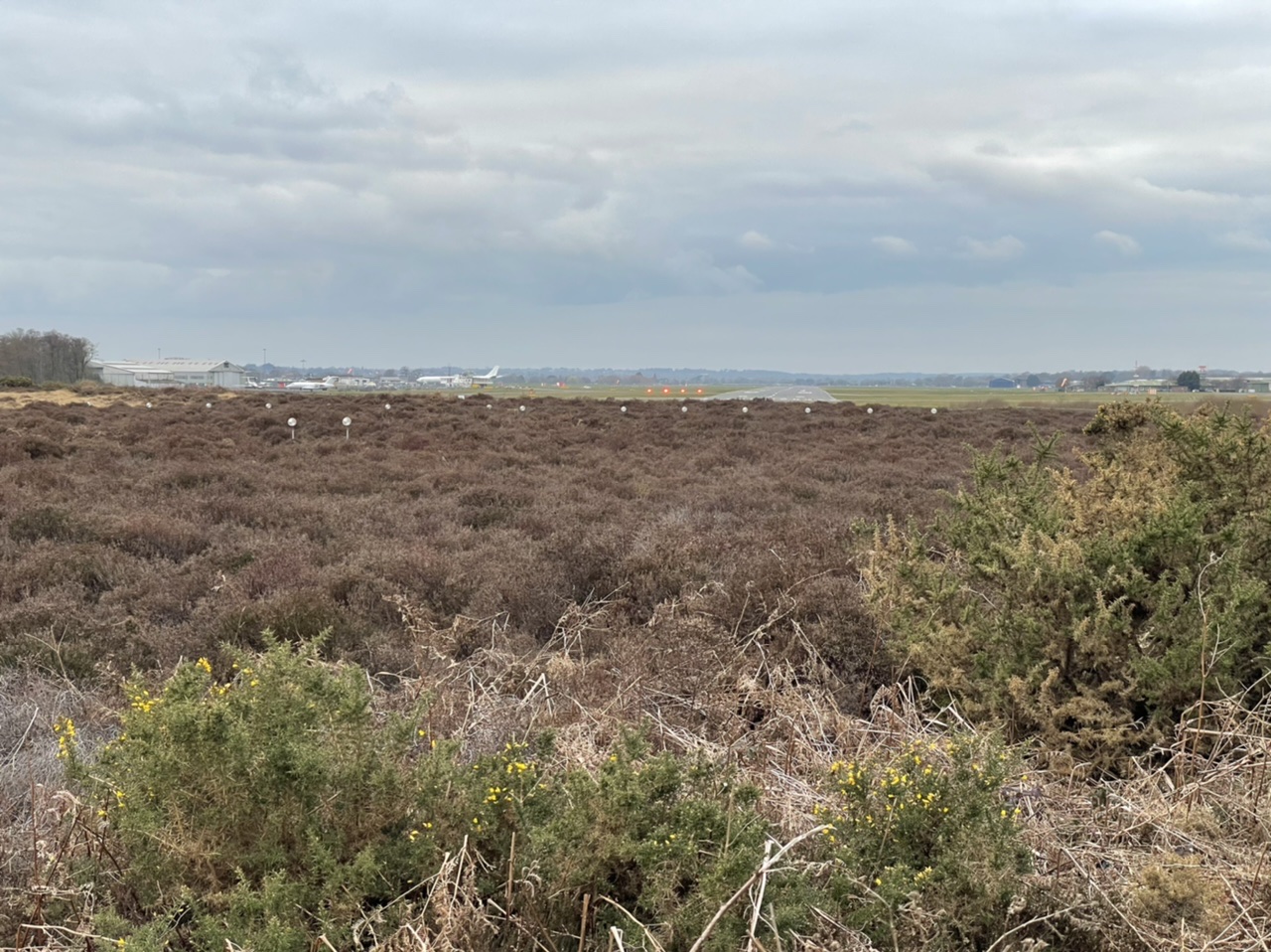 The "Photos From Today's Ride" thread. (Vol. 2) - Page 3 - Pedal Powered - PistonHeads UK - The image depicts a vast, open field that stretches out to meet the sky. The field is carpeted with tall grasses and shrubs, creating a wild and untamed landscape. At the horizon line, beyond the verdant expanse of the field, there appears to be a body of water or perhaps some buildings, hinting at the presence of a human settlement nearby. The foreground of the image is dominated by the lower vegetation that suggests recent mowing or grazing activity. The scene captures the tranquility and beauty of rural nature, with its mixture of untamed wildness and subtle signs of human habitation.