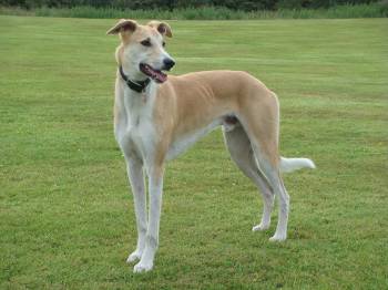 Pistonheads - The image shows a large, brown and white dog standing on a green grass field. The dog appears to be in motion, with its tongue hanging out and a dynamic expression on its face. The dog has a sleek, athletic build, with a noticeable collar around its neck. The background is a simple, out-of-focus landscape, suggesting the photo might have been taken in a park or similar outdoor setting.