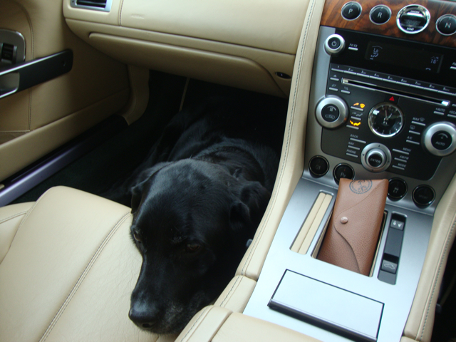 Pistonheads - The image captures a scene inside a car where a happy black dog is sprawled out on the light-colored leather seat. The dog is lying comfortably on its side, with its head resting on the armrest. Just in front of the dog, at the center console, is a beautiful brown and black wallet. The car is well-kept and appears to be a luxury model, with a sophisticated dashboard. The combination of the dog and the luxurious car interior paints a picture of comfort and enjoyment on a road trip.