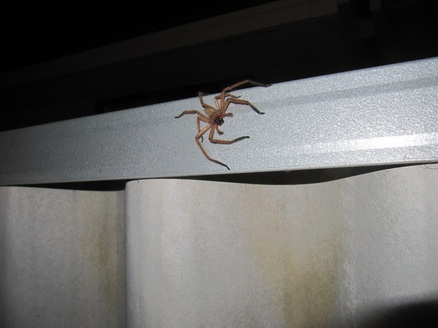 How much of an issue is the wildlife in OZ? - Page 1 - Australia - PistonHeads - The image presents an unexpected encounter with a large brown spider, poised on a ledge. The spider features a marbled body and slender legs, a typical characteristic of the trapdoor spider. The ledge itself appears to be part of a white fabric structure, providing a stark contrast to the spider's brown hue. The backdrop consists of darkness, which serves to highlight the presence of the spider and the ledge, creating a sense of tension or suspense. The perspective of the photo is from a low angle, giving an upward view to the spider, further emphasizing its size and the ledge's elevated position.