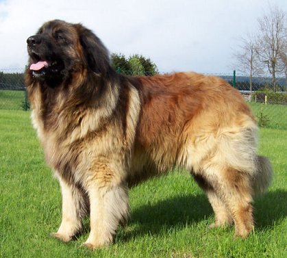 Big scary dog/ beast picture - Page 1 - All Creatures Great & Small - PistonHeads - The image showcases a majestic Saint Bernard dog in a serene outdoor setting. The dog, with its distinctive deep chest and muscular frame, is standing tall on a vibrant green grass field. Its fur is a stunning mix of white, brown, and black, giving it a multicolored appearance. A noticeable feature is the light brown area above the dog's paws, which provides a beautiful contrast to its darker upper body. The dog's mouth is slightly open, possibly indicating a calm and relaxed demeanor. In the background, there are trees and a fence, although they are not the main focal point of the image. This tranquil scene captures a moment of quiet beauty in the life of this magnificent dog.