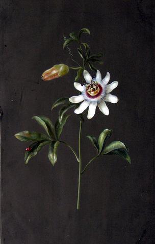 Barbara Regina Dietzsch (German, 1706-1783), Passion Flower – Arader  Galleries