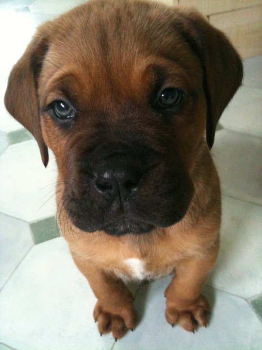 Post photos of your dogs - Page 204 - All Creatures Great & Small - PistonHeads - The image shows a close-up of a brown and white puppy with a soft-focus background. The puppy appears to be a young dog, with short fur and bright eyes, gazing forward at the camera. It has a typical puppy facial structure with a black nose and two pointy ears. The puppy's paw is partially visible, with noticeable nails on the paw pads. The image has a candid and innocent feel, capturing the puppy in a serene and relaxed state.