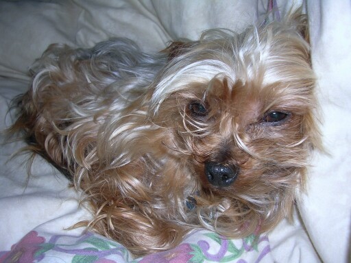 Pistonheads - The image shows a small, fluffy brown dog with shaggy fur, resting on a bed with white sheets. The dog's eyes are partially open, and it appears to be lying in a relaxed position. The dog's positioning suggests that it may be sleeping, and its fur is a light brown color with a wavy texture. The bed it rests on has a white bedsheet and there is a hint of a floral or patterned pillow nearby. The lighting in the image is soft, suggesting an indoor environment.