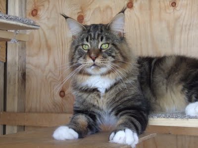 I think I'm in love - Page 1 - All Creatures Great & Small - PistonHeads - The image features a large, fluffy black and gray cat perched on a wooden platform inside a kennel. The cat's paws are visible on the platform, and it is looking directly at the camera. The kennel has a rustic wooden ceiling and walls, giving it a cozy, natural look. The cat's fur appears to be thick and well-cared for, typical of a well-fed indoor pet. There are no visible objects or other animals in the image, and the focus is entirely on the cat and its environment.