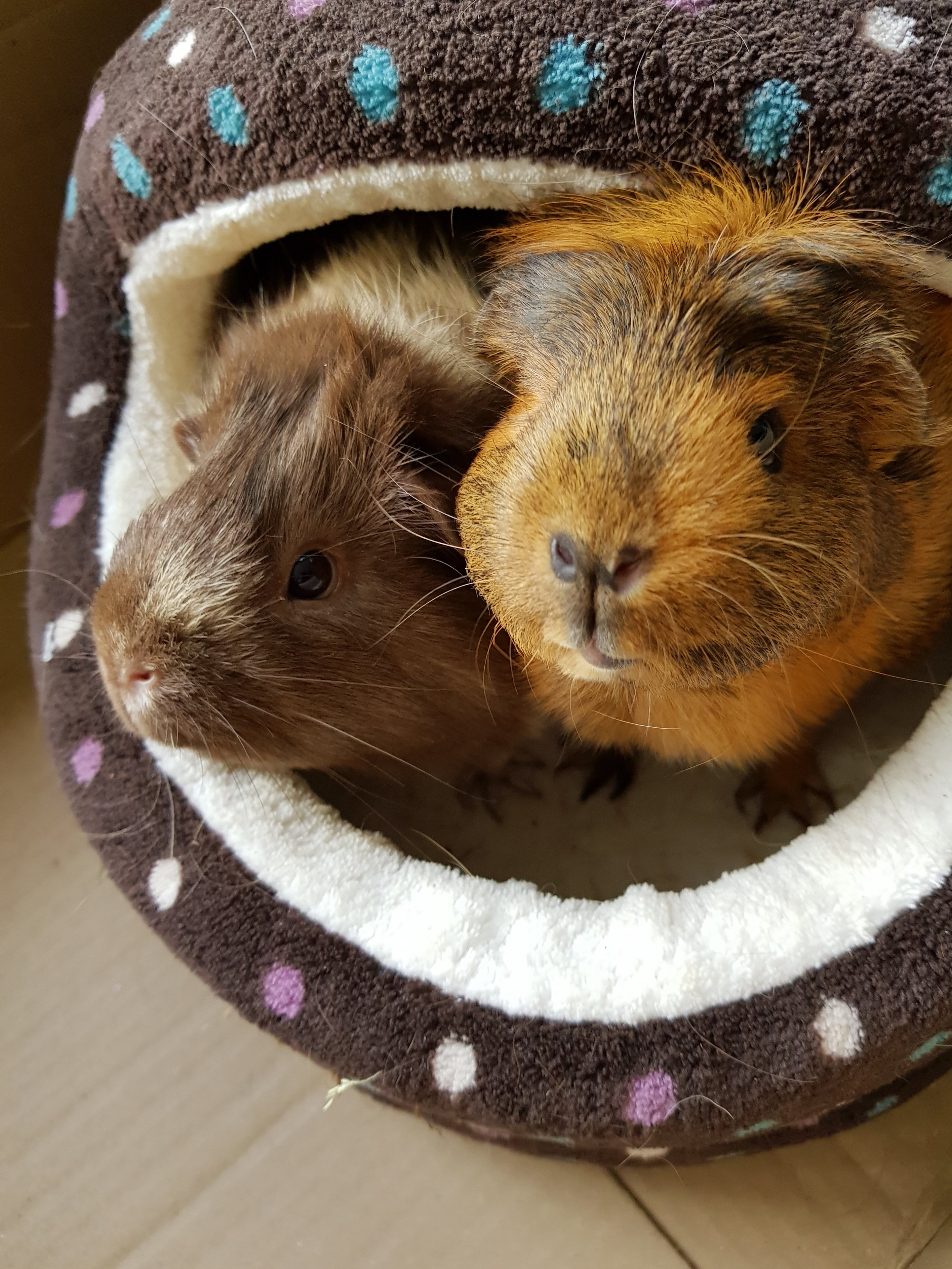 Who has Guinea Pigs? - Page 2 - All Creatures Great & Small - PistonHeads