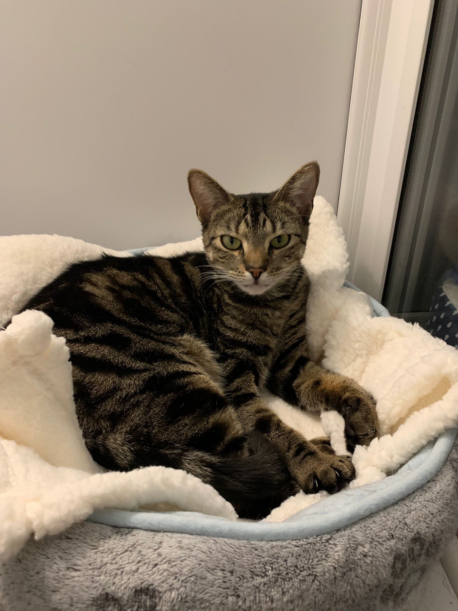 Pistonheads - The image shows a calico cat sitting on top of a blanket in a pet bed. The cat is looking directly at the camera, giving an impression of curiosity or interest in the person taking the photo. The cat has a striped coat with patches of black, orange, and white fur. The bedding appears to be blue, and there is a window visible behind the cat, suggesting that this scene takes place indoors during daylight hours. There are no texts or distinguishing marks present in the image.