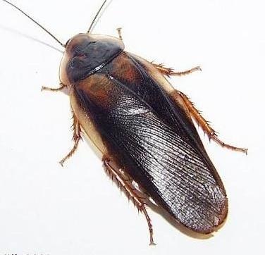 The image shows a close-up view of an insect, specifically a beetle, against a white background. The beetle has a hard exoskeleton, with a shiny forehead and oval body that appears to have some iridescence. Its wing covers are leathery, and its antennae are long and slender, segmented and ending in small tips. The insect's legs are extended, revealing their structure, and the antennae are distinct, with the longer segment near the beetle's head. The colors on the insect's body vary with shades of brown and hints of black, offering a detailed view of its natural texture and surface reflecting light. The tail end or ovipositor of the beetle is not visible in this image.