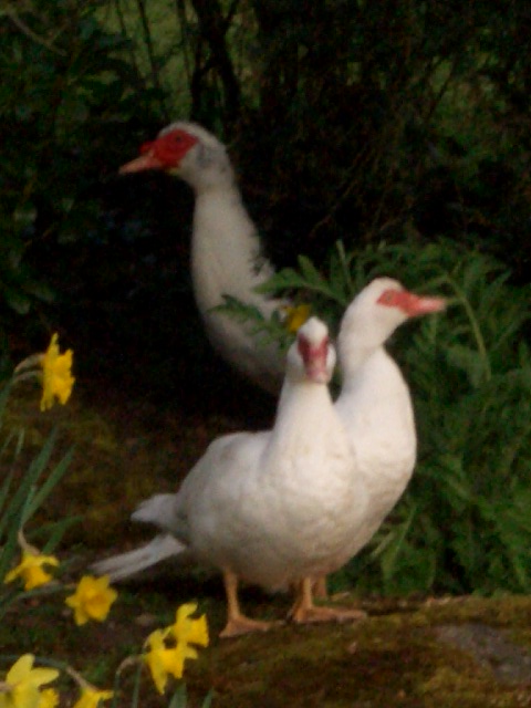 ducks - Page 1 - All Creatures Great & Small - PistonHeads - This vibrant image captures a delightful scene in nature. At the center of the frame are two white ducks perched on a rock near the edge of a pond or river. The ducks have a striking red patch on their heads, and they seem calm and relaxed in their surroundings.

Behind the ducks, slightly out of focus, is another white bird, possibly another goose, adding depth to the image. The ducks are surrounded by lush greenery, dotted with delicate yellow flowers that form a lovely contrast against the green foliage. The water body in the background appears calm, reflecting the tranquility of the scene.

The image beautifully captures an ordinary moment in nature, inviting viewers to appreciate the simplicity and beauty of these two white ducks as they go about their day amidst the vibrant colors and diverse elements of their natural habitat.