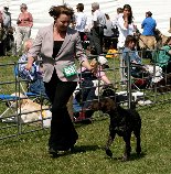 £10,000 REWARD - FIND ANGEL !! - Page 1 - All Creatures Great & Small - PistonHeads - The image features a woman walking a dog on a leash, both being inside a metal fenced area, likely a dog show ring. She is dressed in a formal attire with a blazer, and the dog is a medium-sized mixed breed with a short coat. There are other individuals and dogs in the background, suggesting a social or public event. The environment appears to be outdoors during the daytime, as indicated by the natural lighting.