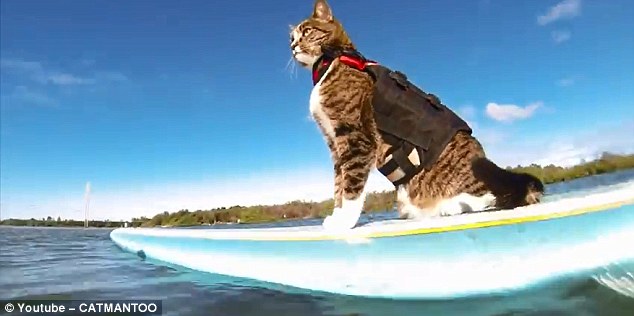 A man riding a wave on top of a surfboard - Pistonheads - The image shows a cat sitting prominently at the front of a surfboard on a clear day. The cat is wearing a black life jacket and its head is turned to look at the camera. The surfboard appears to be floating on a body of water, with the calm sea and a clear sky in the background. The branding 'YouTube - CATMANTOO' is visible, suggesting that the image may be shared or otherwise associated with content from that channel.