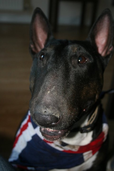 English Bull Terrier - Page 5 - All Creatures Great & Small - PistonHeads