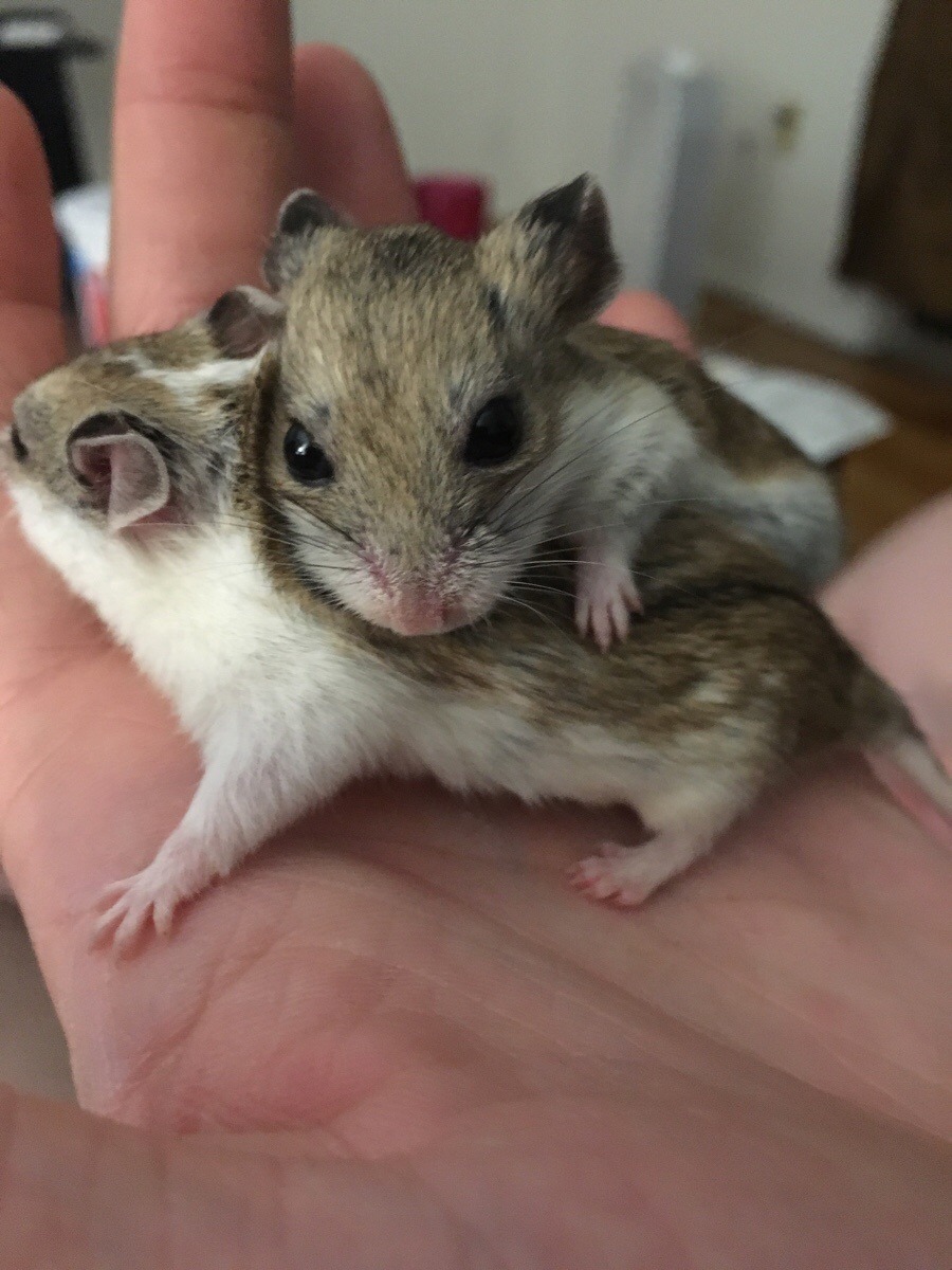 Just another blog about hamsters – In honor of two wonderful little fluff  balls