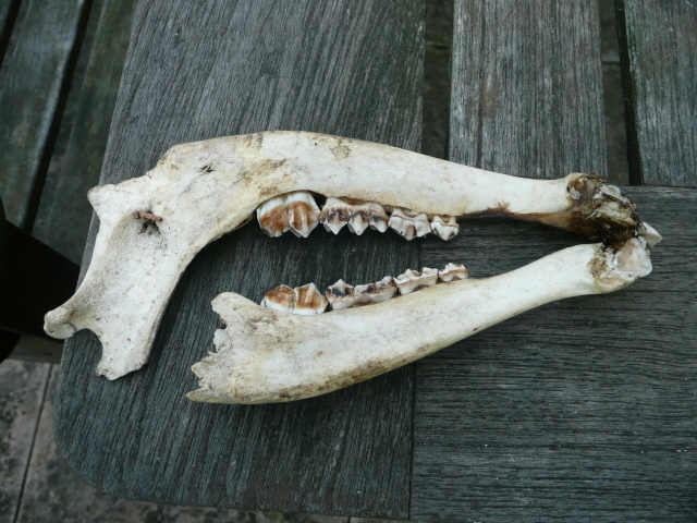 What was this? - Page 1 - All Creatures Great & Small - PistonHeads - This image shows a pair of animal horns, specifically those of a deer, resting on a wooden surface. The horns are white with visible dirt and discoloration, and they seem to be quite old, as evidenced by the various marks and stains. The surface beneath them is slightly uneven, with a black stone or slab to the left and a piece of wooden furniture to the right. The photograph has a naturalistic color scheme, and the lighting appears soft, casting gentle shadows and highlighting the texture of the horns.