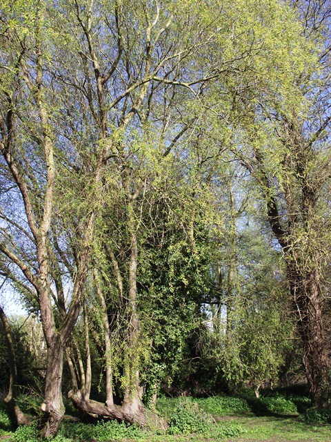 A tree in the middle of a forest - Pistonheads - The image showcases a serene scene of a wooded area during the daytime under a clear sky. Several trees with green leaves and lush green foliage are present, standing tall against a backdrop of a clear blue sky, which is hinting at a warm, sunny day. The trees are of different sizes, creating a sense of depth and perspective in the image. The light is bathing the trees and the ground, indicating it's daytime. The ground is covered with thin grass, suggesting a serene, undisturbed natural environment.