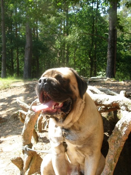 A dog is sitting on a wooden bench - Pistonheads - The image depicts a dog in an outdoor setting. The dog is a light brown or tan color, characterized by a prominent black mask around its eyes. It has a muscular build with a wide, powerful mouth, and its tongue is hanging out of its mouth. The dog appears happy and relaxed, as suggested by the content and position of its facial features.

The dog is situated on wooden logs and branches, indicating that it might be in a natural environment like a forest or a wooded park. The surrounding area includes what seems to be the trunks of trees and hints of a green canopy, which is a common characteristic of wooded areas.