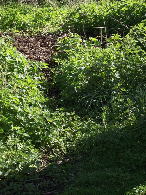 A green field with a bunch of plants in it - Pistonheads - The image depicts a natural setting with dense green foliage in the foreground and a cleared area in the background. There is no defined path or structure; the space appears wild and untamed. To the right, there's an opening that leads to the cleared area, possibly indicating some human intervention. The texture and shadows visible on the leaves suggest an outdoor setting, possibly during either the morning or late afternoon, which are times of day when the sun casts long shadows.