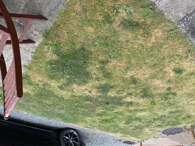 Please help save my lawn? - Page 1 - Homes, Gardens and DIY - PistonHeads