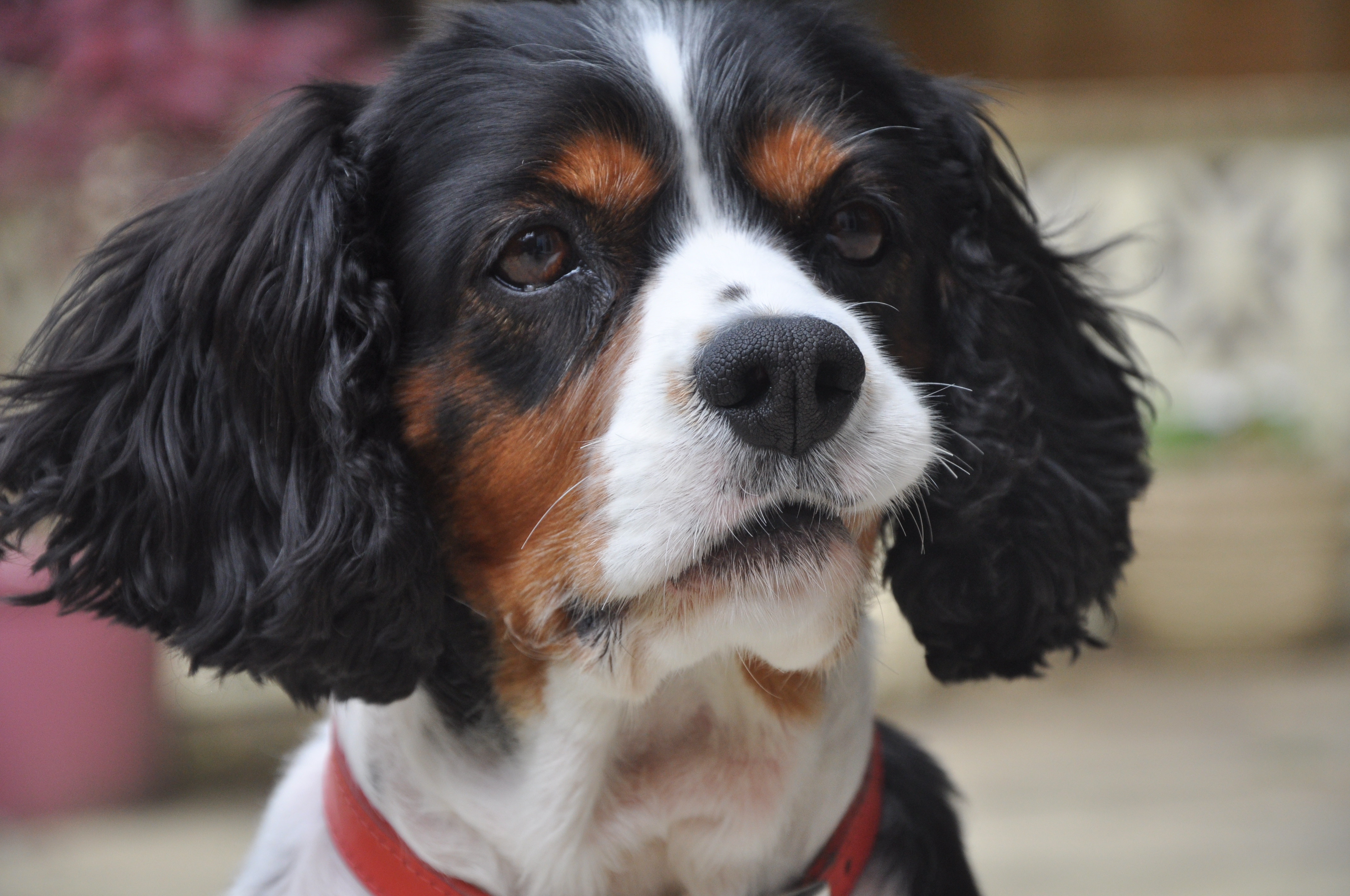 Post photos of your dogs vol2 - Page 381 - All Creatures Great & Small - PistonHeads - This image features a close-up of a dog that appears to be a Cavalier King Charles Spaniel based on its coat, coloring, and facial features. The dog has a predominantly brown and white coat with darker brown and black patches around its eyes, ears, and nose. Its fur is shaggy and textured, typical of this breed. The mane of hair on top of its head is long and floppy. The dog is looking directly at the camera, giving it a focused and inquisitive expression. It is wearing a red collar, and the background is blurred, making it difficult to discern specific details, but it seems to be an outdoor setting with houses and some plants.