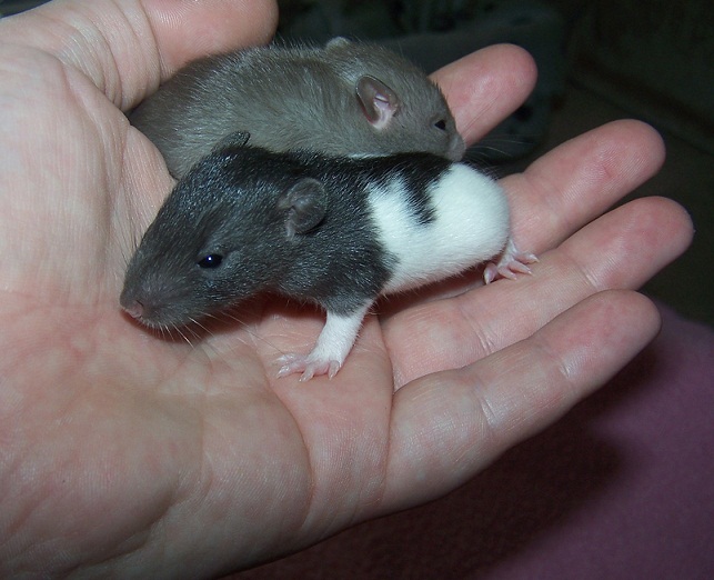 Baby rats now born - live webcam link - Page 6 - All Creatures Great & Small - PistonHeads