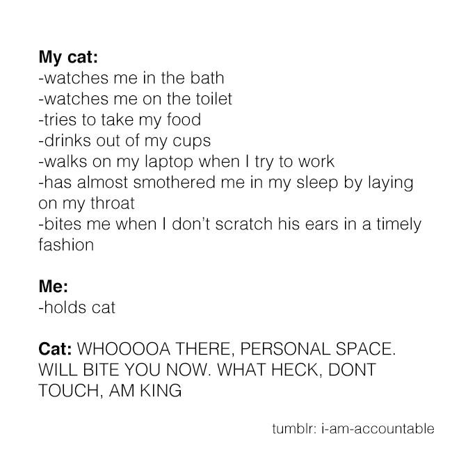 Not too sure I'm taken with my new cat, and feeling guilty.. - Page 1 - All Creatures Great & Small - PistonHeads - The image features a list of behaviors observed from a cat's perspective, presented as if the cat is commenting on its own actions. At the top of the list, it is stated as "My cat:". The behaviors listed include watching the owner in the bathtub, tryna to take a picture while eating, walking on the laptop, almost smothering the owner sometimes, and biting the person's throat. At the bottom of the list, the cat humorously concludes with "what heck, don't touch, am king".