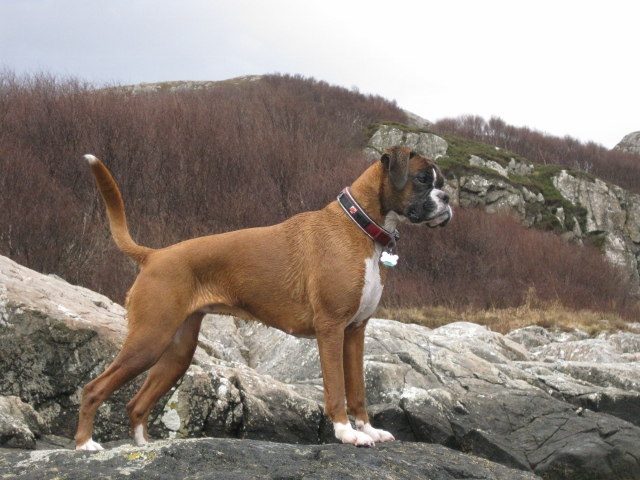 Pistonheads - In the image, a Brown and White Boxer dog stands majestically on a rocky surface. Its coat is a light brown with darker brown markings. The dog's ears are drooping down, and it has a red collar with a white tag hanging from it. The background features a hillside covered in shrubbery and small rocks, suggesting an outdoor natural setting.