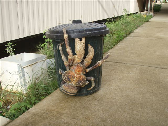The image shows a green trash can with a hairy crab clinging to it on the sidewalk. The crab is in the process of molt, evident by its exposed legs and antennae. There are surrounding plants and a concrete slab in the scene. The trash can is quite large, dwarfing the crab. There are no people or animals visible in the picture. The focus is solely on the crab and the trash can.