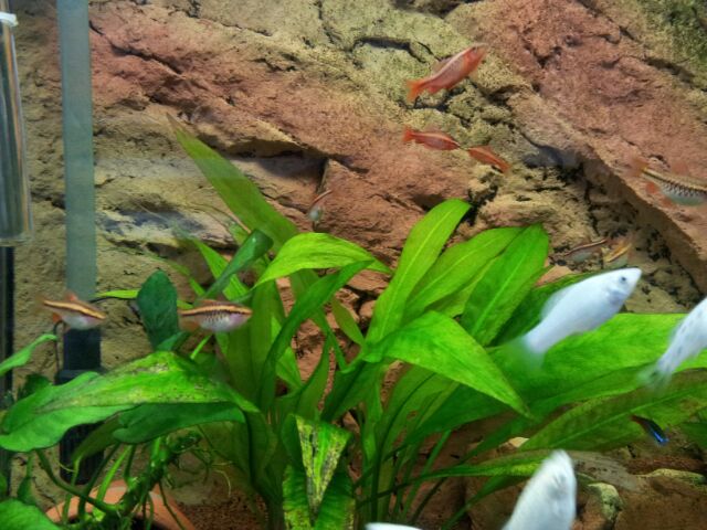 what's in my fish tank? - Page 1 - All Creatures Great & Small - PistonHeads