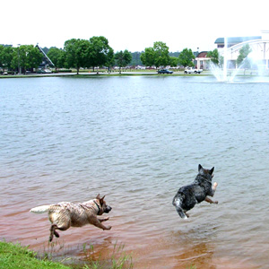 Post photos of your dogs - Page 500 - All Creatures Great & Small - PistonHeads - The image showcases a tranquil day by a lake with two dogs joyously splashing around in the water. The light-colored dog appears to be nearby while the dark-colored dog is jumping towards the shore. To the side, a few people can be seen wandering near the water's edge, with a building faintly visible in the distance. In the sky above, a few clouds are scattered, laying the backdrop for this delightful scene.