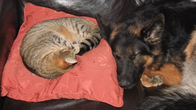 Post your sleeping pets pics - Page 2 - All Creatures Great & Small - PistonHeads - The image captures a serene scene of two dogs resting together on a red velvet couch. The larger dog, a German Shepherd, occupies a significant portion of the image with its gaze closed. Groggily, the smaller cat, a calico with black and white stripes, lies curled near the dog. Both animals seem to be in a peaceful state of slumber. This image evokes a sense of tranquility, as these pets share their rest on this plush couch. The contrast between the two animals, with their different fur patterns and sizes, adds an interesting dynamic to the scene.