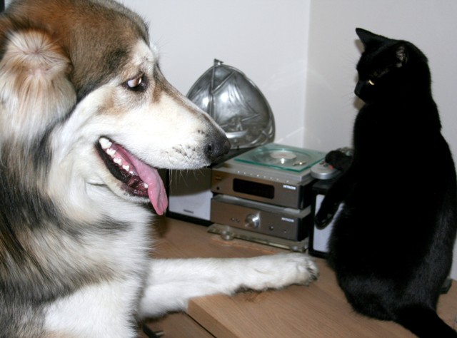 Huskies eat cats.. - Page 1 - All Creatures Great & Small - PistonHeads - The image shows a domestic interior with a dog and a cat as the primary subjects. The dog appears to be a larger breed with white and gray fur, and it is tongue-out, looking upwards. The cat, on the other hand, is a solid black and seems to be looking straight ahead, with a neutral expression on its face. Both animals are sitting on what appears to be a wooden surface. There are additional items in the background, including a silver warming apparatus, a small record player, and what looks like a collection of books. The interior design suggests a simple, residential setting. The image does not contain any verified text or additional contextual elements that would provide additional information.