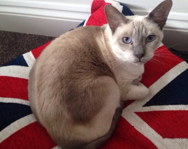 A cat sitting in a chair with a bow tie - Pistonheads - The image features a light brown cat with a cream-colored face resting on a blanket. The blanket is adorned with a UK flag motif. The cat appears to be relaxed and is looking directly at the camera with a gentle expression. The setting appears to be indoors, with the carpet of the room visible in the background. There are no other objects or animals visible in the image. The cat and the blanket are the main focus of this photograph. The cat's fur is well-groomed, with a soft texture that contrasts with the slightly rough material of the blanket.