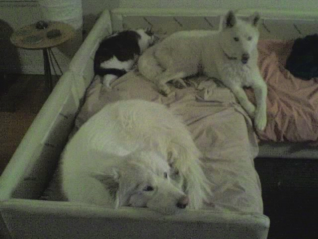 The image captures a charming scene in a living area. There are three dogs lying together on a white couch, reinforcing the idea of a tight-knit family. Two of the dogs, one white and one black and white, are curled up in a peaceful slumber, resting on the soft fabric of the couch. The third dog, a white and brown Husky, is awake and appears to be observing its surroundings with a keen eye. The dogs' positions, with two asleep and one attentive, create a dynamic composition that reflects the character of each canine personality. The setting is a cozy living room, furnished with a comfortable couch and a chair, softly illuminated by the dim light that casts a gentle glow over the scene.