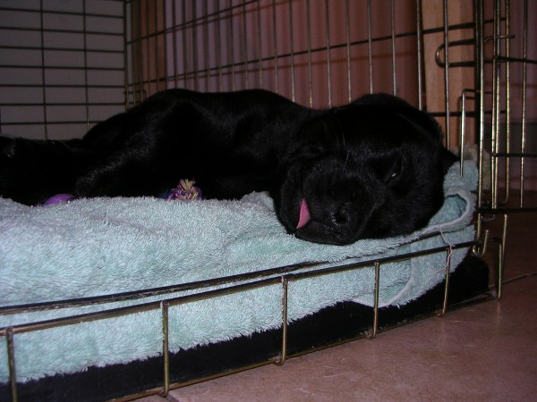 Post your sleeping pets pics - Page 3 - All Creatures Great & Small - PistonHeads - This image depicts a black dog resting on a mat in a pet carrier. The dog, lying on its side, appears to be highly relaxed, its eyes closed and its tongue hanging out slightly. The carrier itself is well-lit and neatly arranged, with a metal cage visible on the right side of the frame. The dog's fur and the supplier of the pet bed look fluffy and plush, which adds to the overall cozy and comfortable atmosphere of the scene.