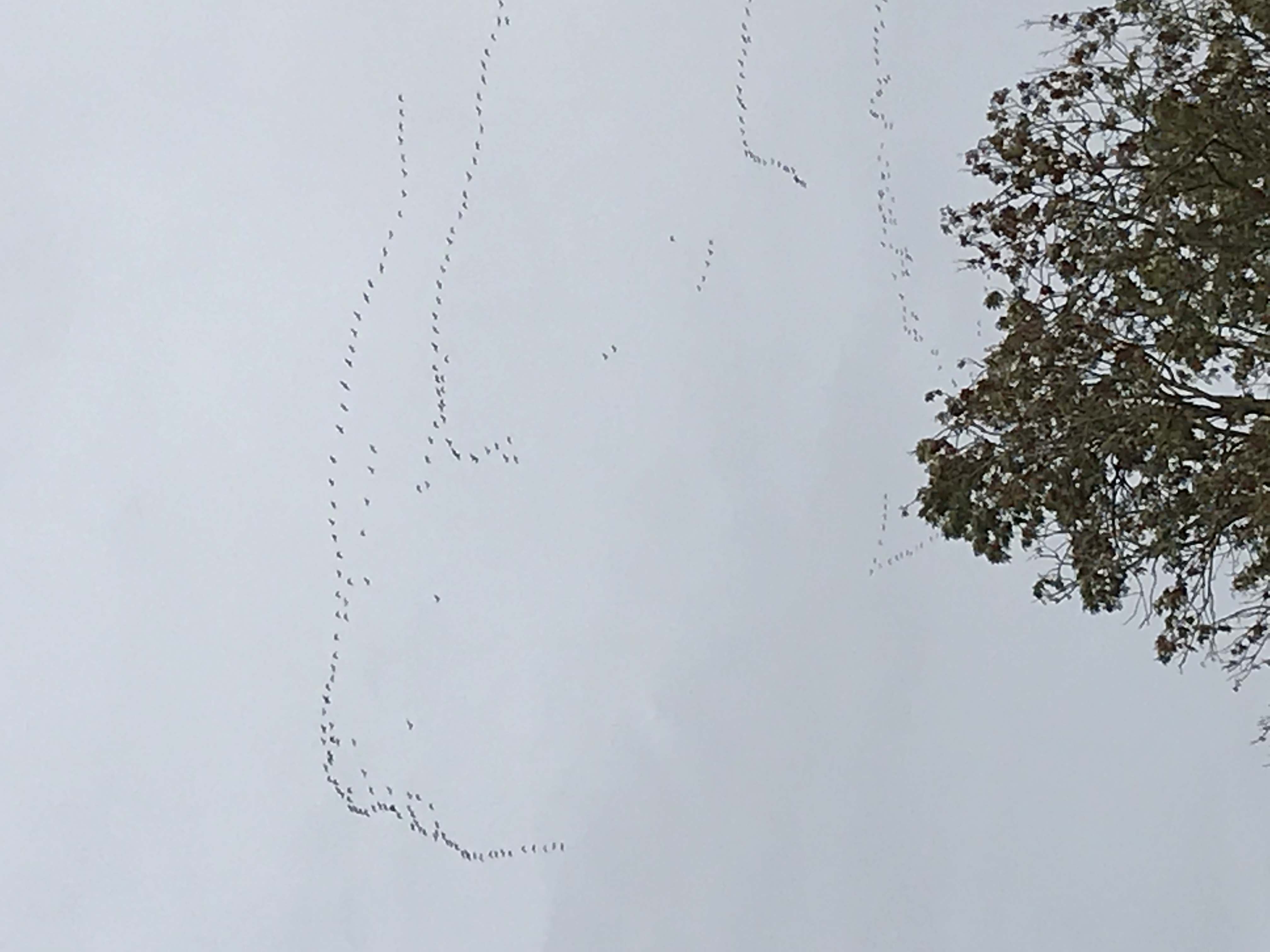 A flock of birds flying through a cloudy sky - Pistonheads