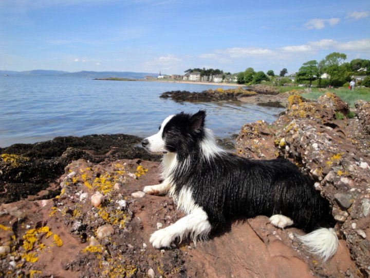 Pistonheads Border Breeders Collie