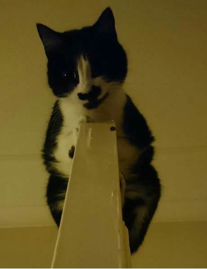 Pistonheads - In this close-up image, a black and white cat perches confidently on a white object. The cat, with its distinctly spotted black and white fur, appears to be facing the camera, offering a clear view of its face. The cat's sharp gaze and alert posture suggest it's either curious or perhaps even a bit cautious. The background is simplistic, featuring an off-white wall that provides a stark contrast to the black and white feline.